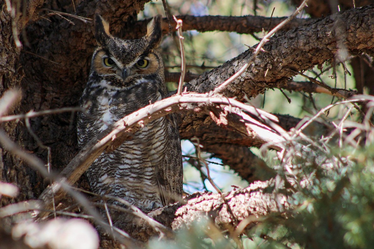 Great Horned Owl - ML207336111