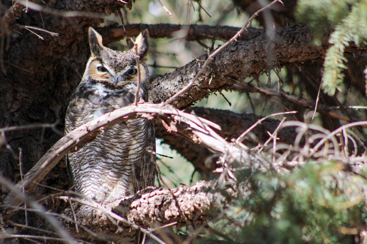 Great Horned Owl - ML207336121