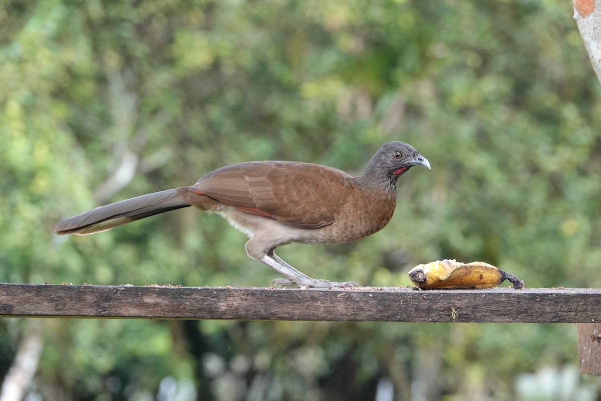 Gray-headed Chachalaca - Mark Goodwin