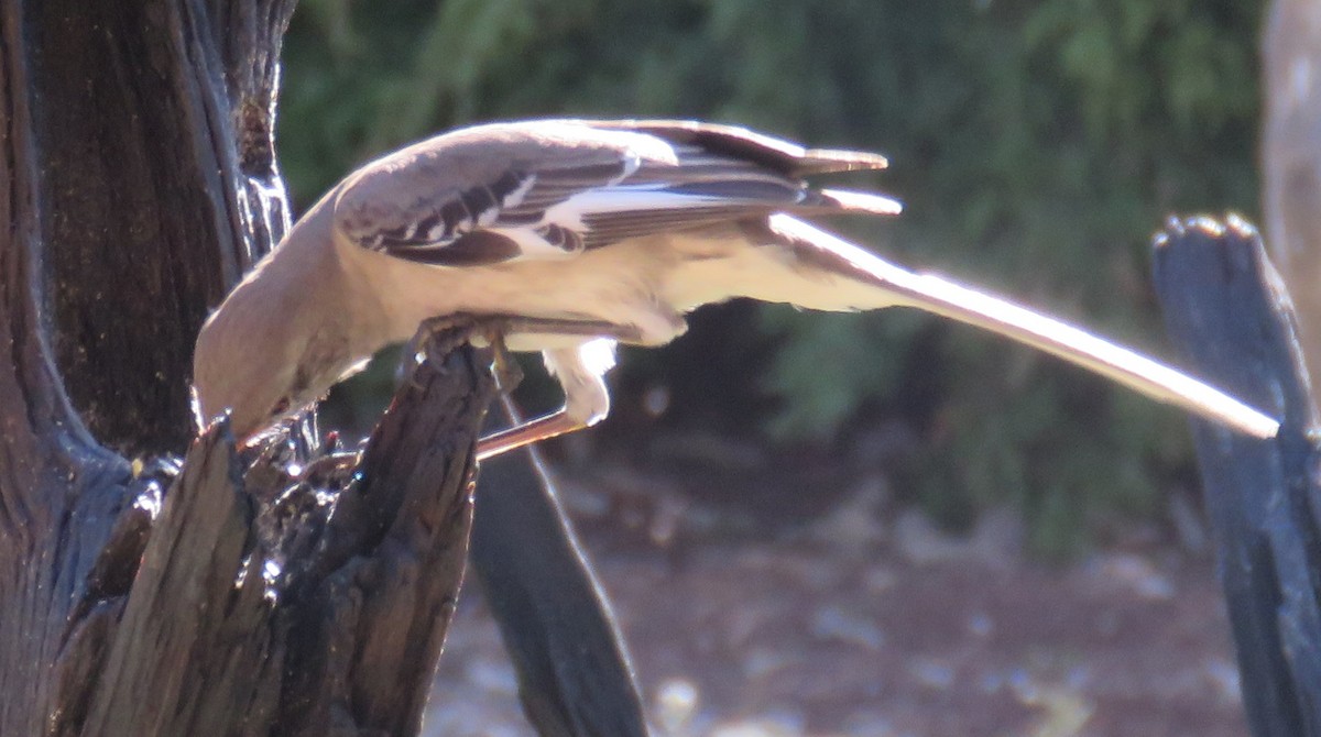 Northern Mockingbird - ML207336891