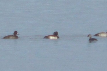 Tufted Duck - ML20733741