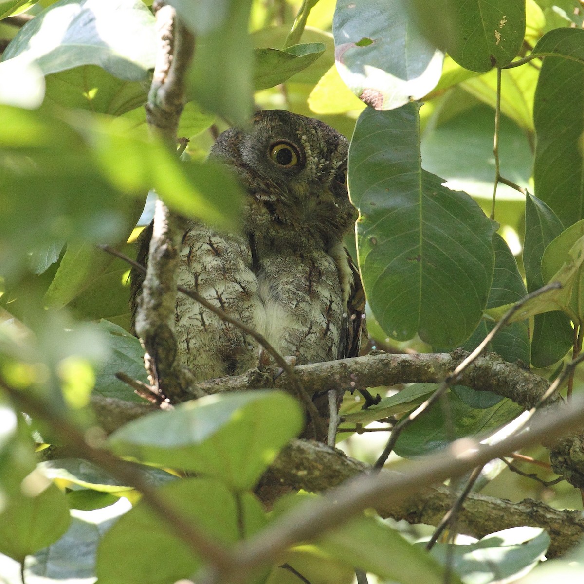 Oriental Scops-Owl - Myles McNally