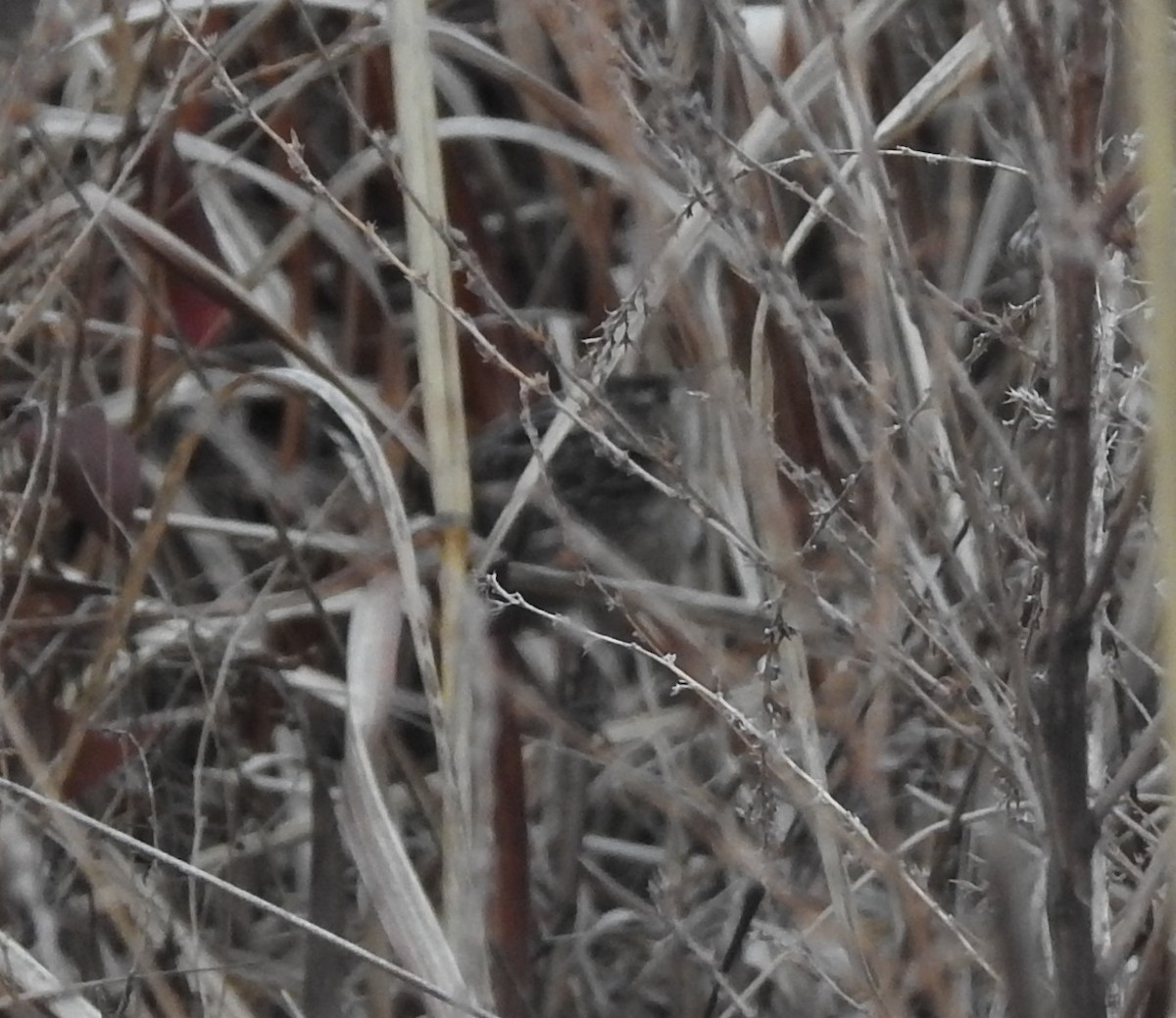 Sedge Wren - ML207338931