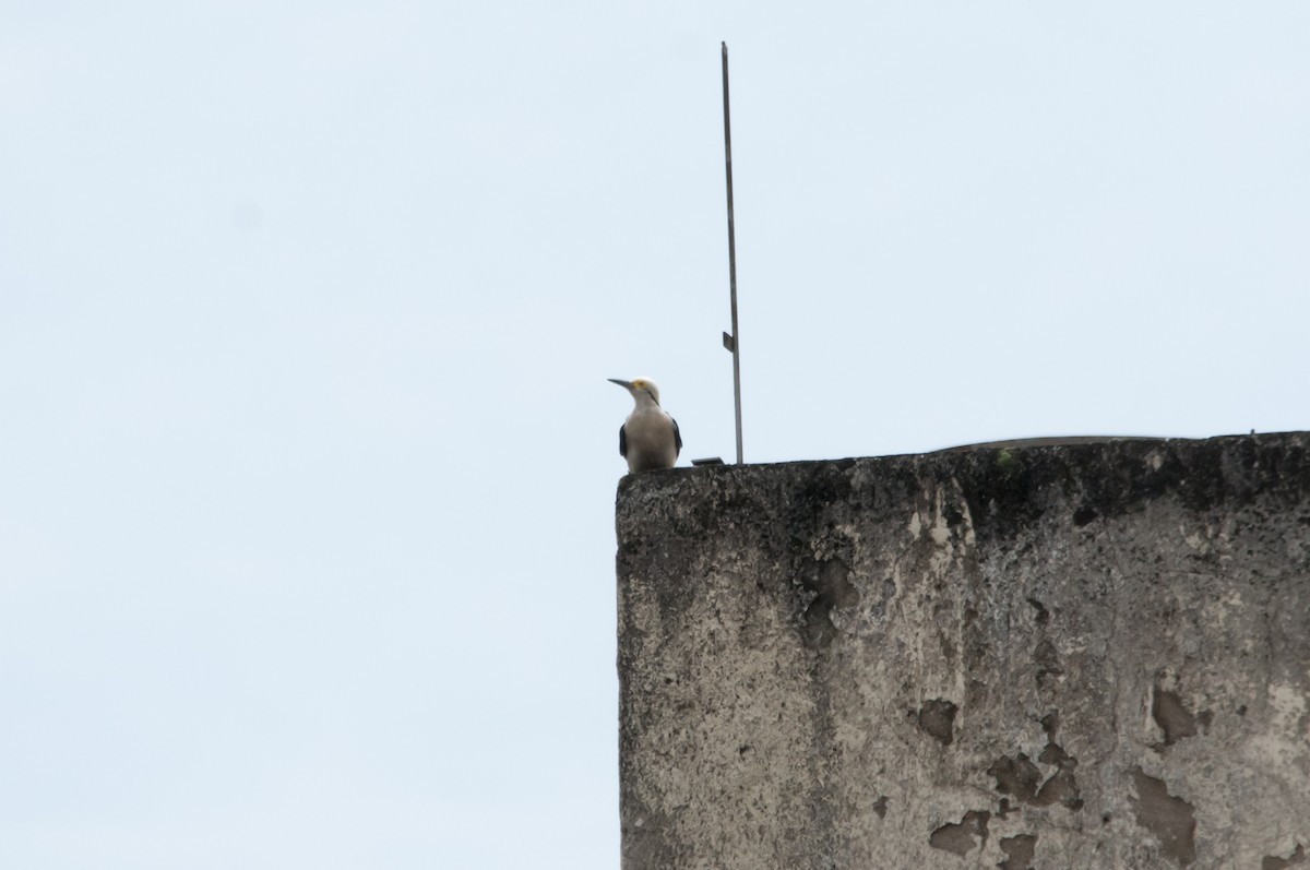 White Woodpecker - Marco Silva