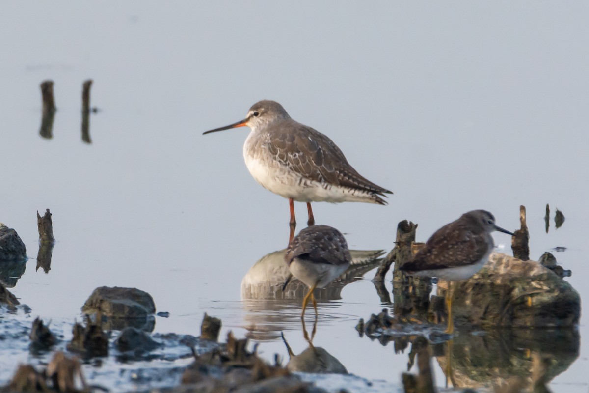 Spotted Redshank - ML207339791