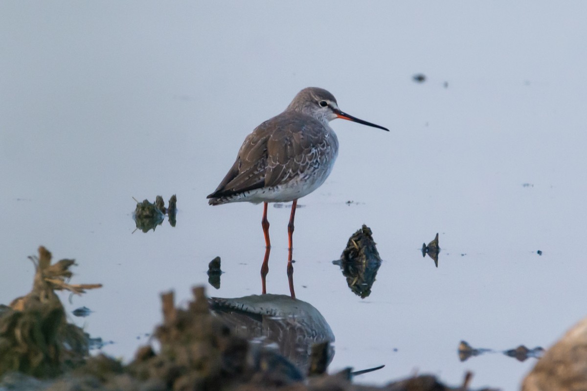 Spotted Redshank - ML207340531