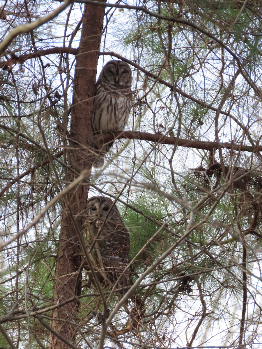 Barred Owl - ML207341211