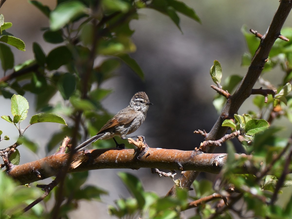 Plain-mantled Tit-Spinetail - ML207342171