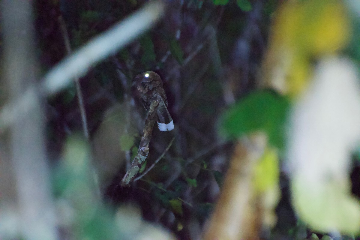 Yucatan Poorwill - ML207342601