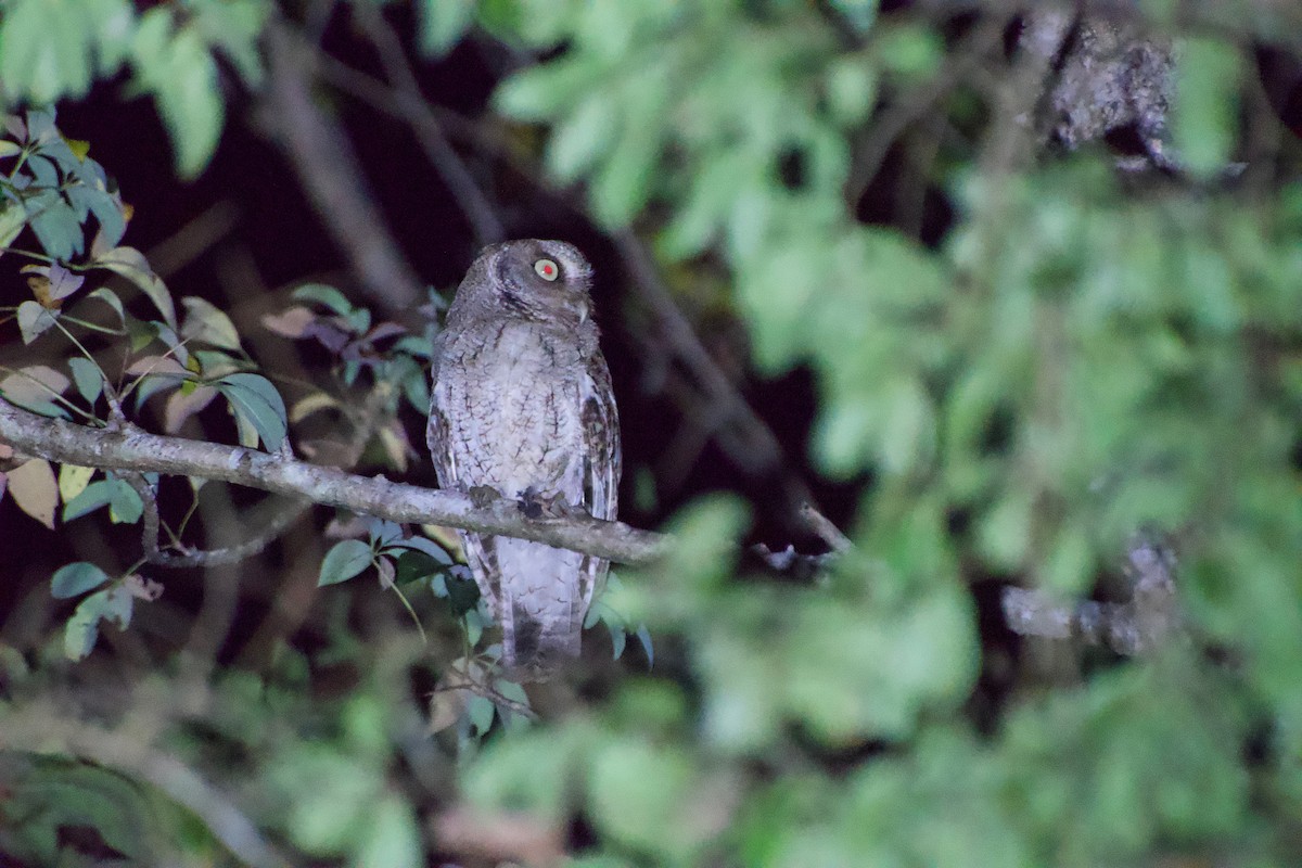 Middle American Screech-Owl - ML207342651