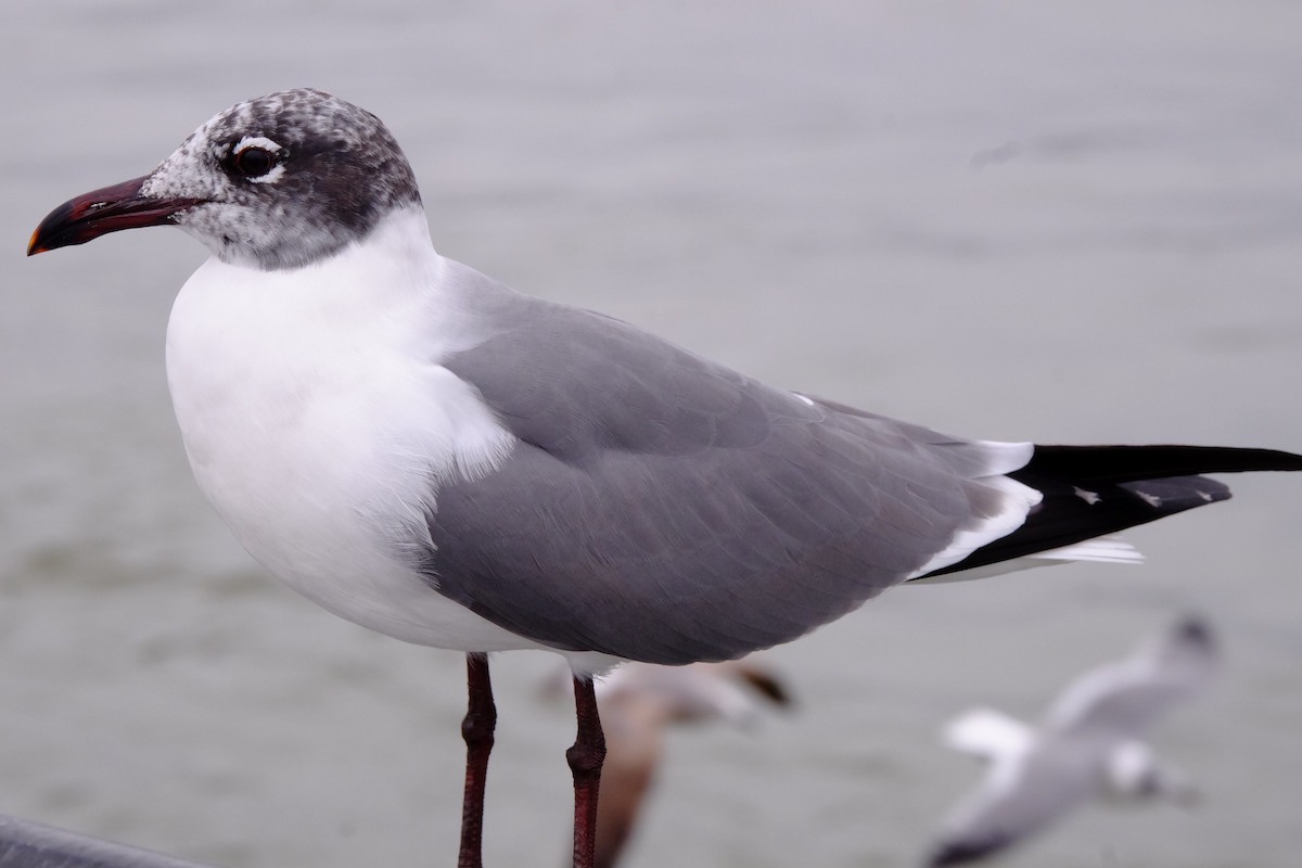 Laughing Gull - Kevin Ho