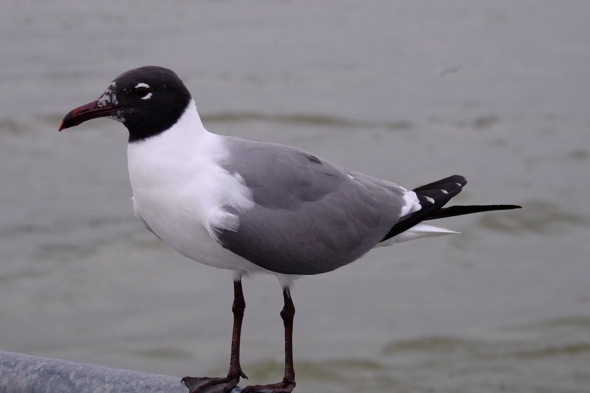 Mouette atricille - ML207343181