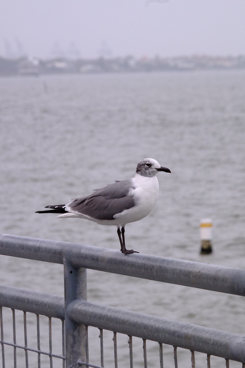 Laughing Gull - ML207343191