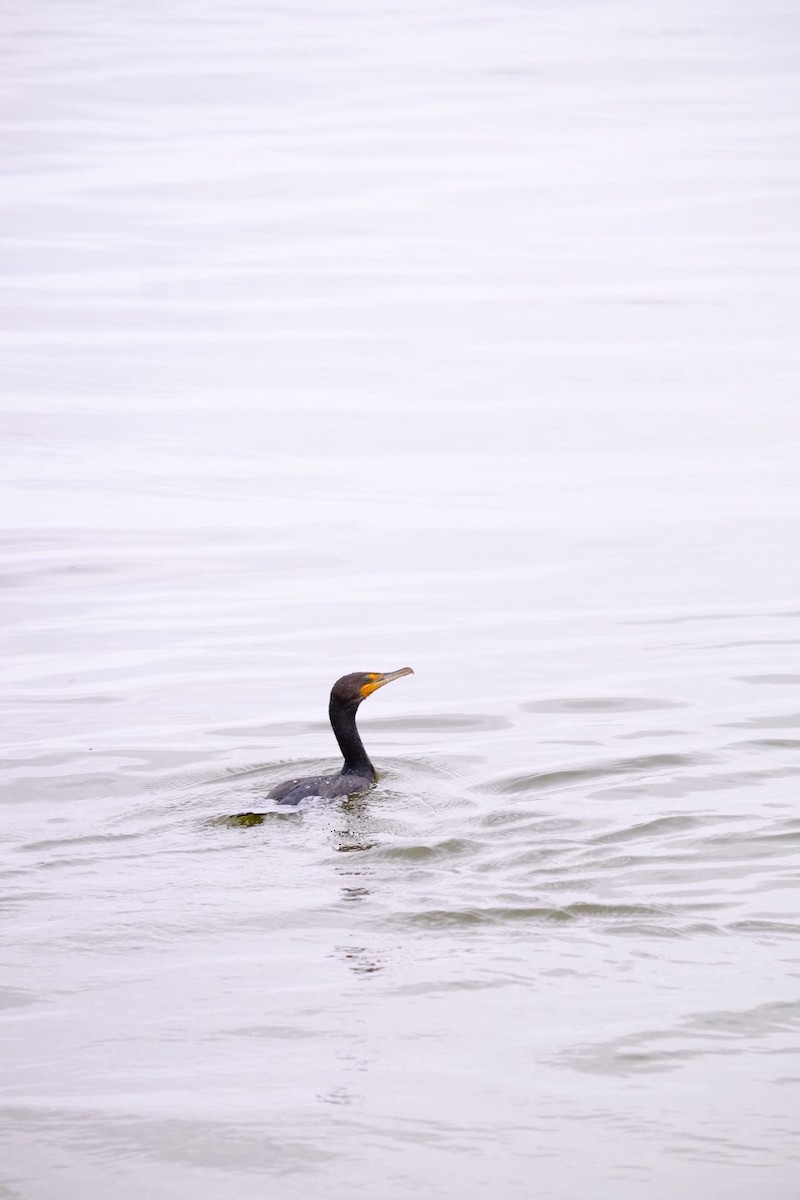 Double-crested Cormorant - ML207343841