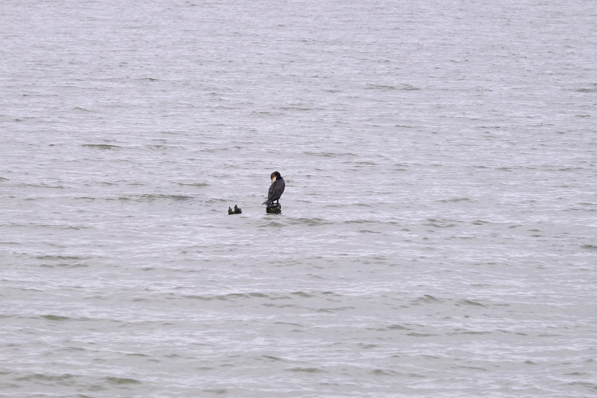 Double-crested Cormorant - ML207343851