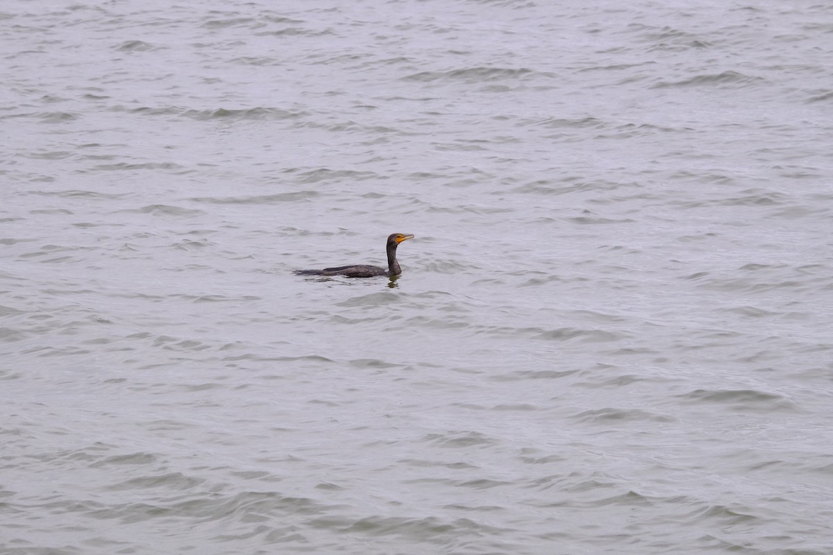 Double-crested Cormorant - ML207343881