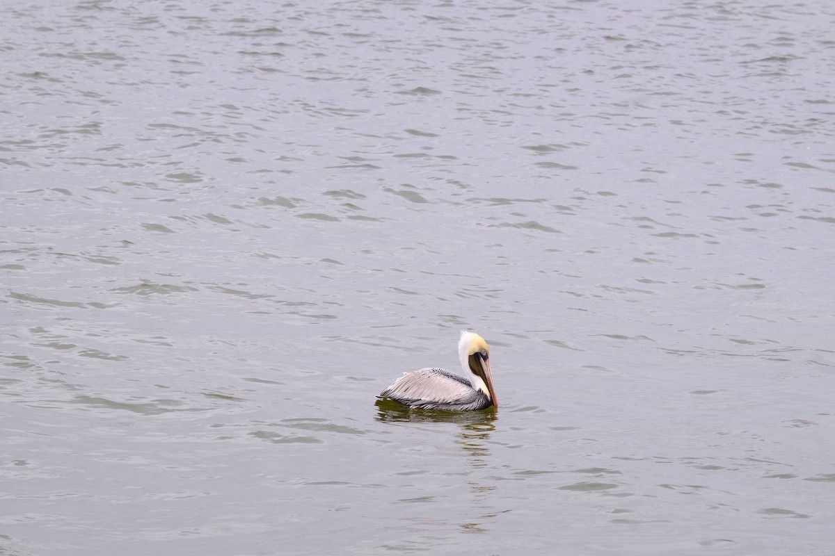 Brown Pelican - ML207344121