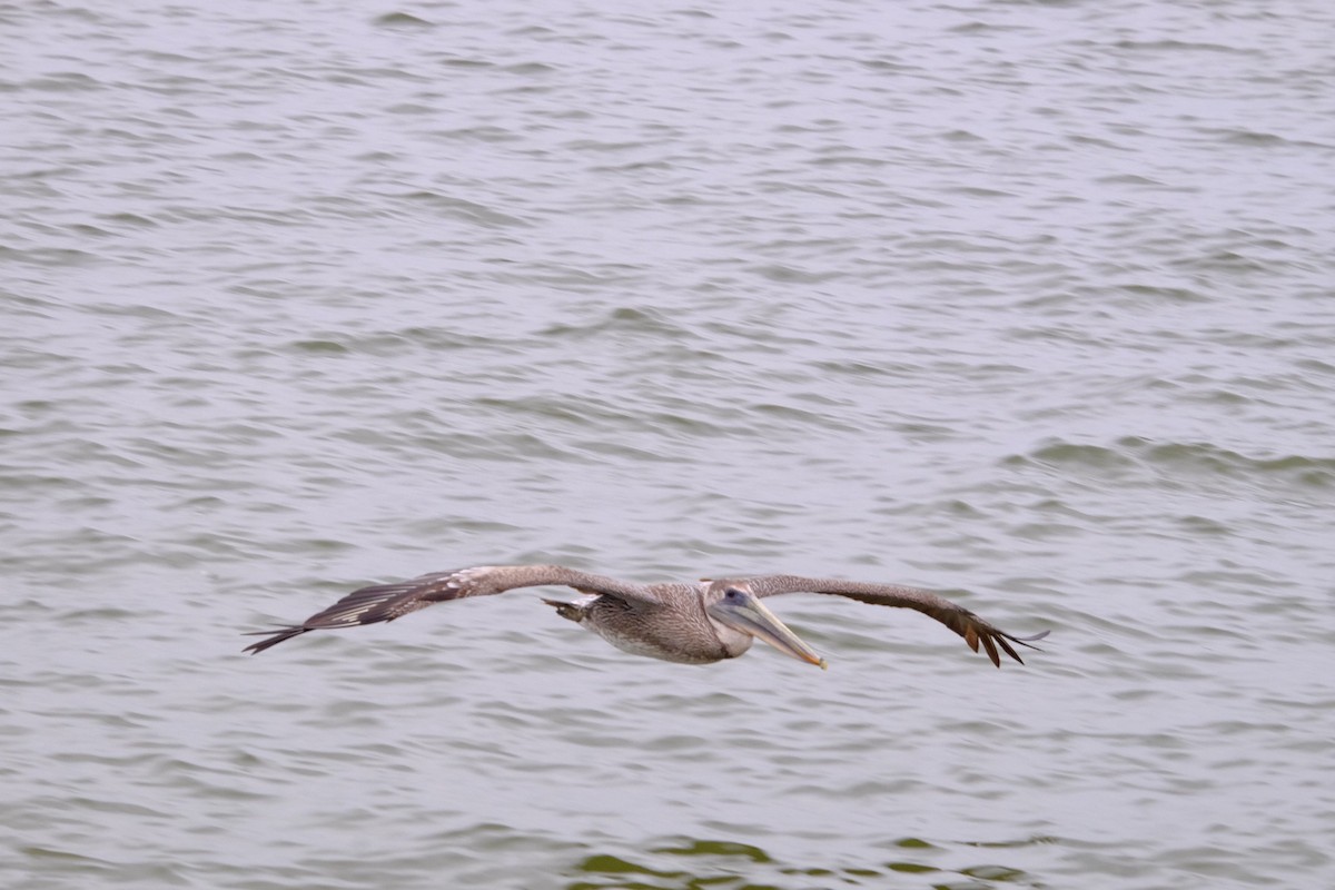 Brown Pelican - ML207344141