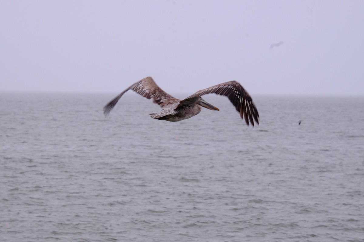 Brown Pelican - ML207344171