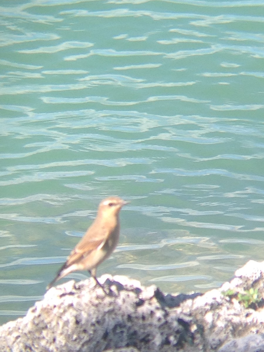 Northern Wheatear - ML20734461