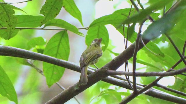 Eye-ringed Flatbill - ML207344731