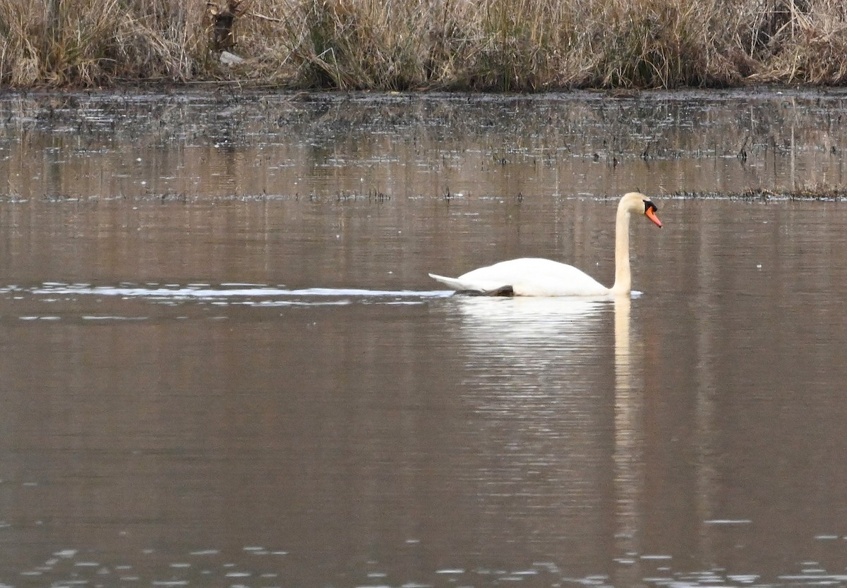 Mute Swan - ML207345151