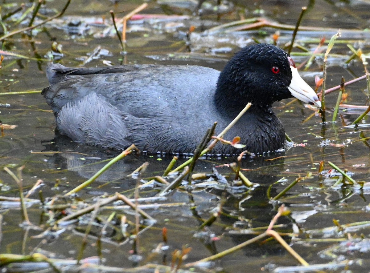 American Coot - ML207345181