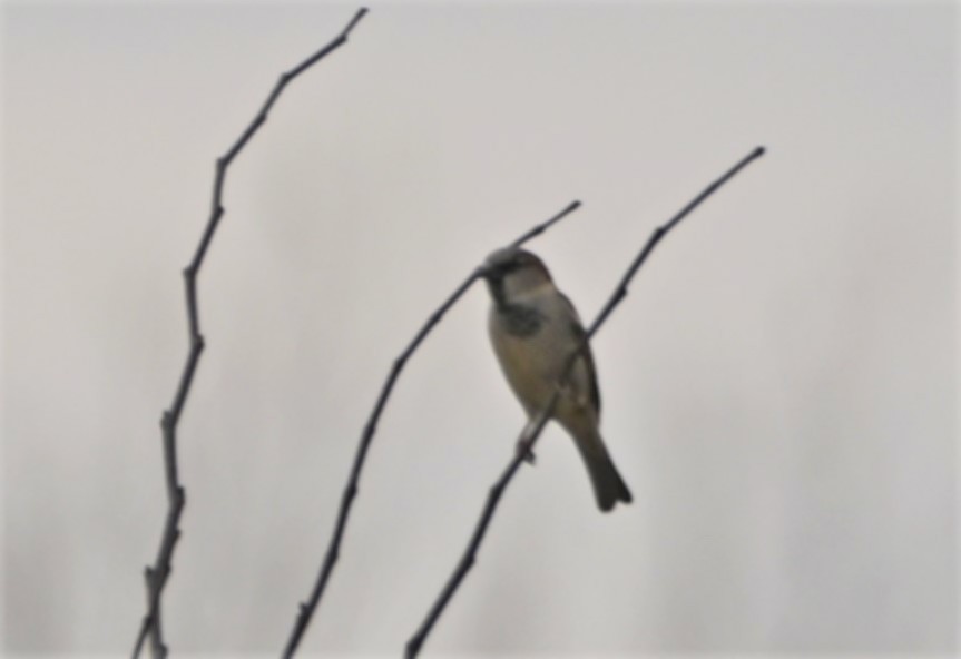 House Sparrow - ML207345401