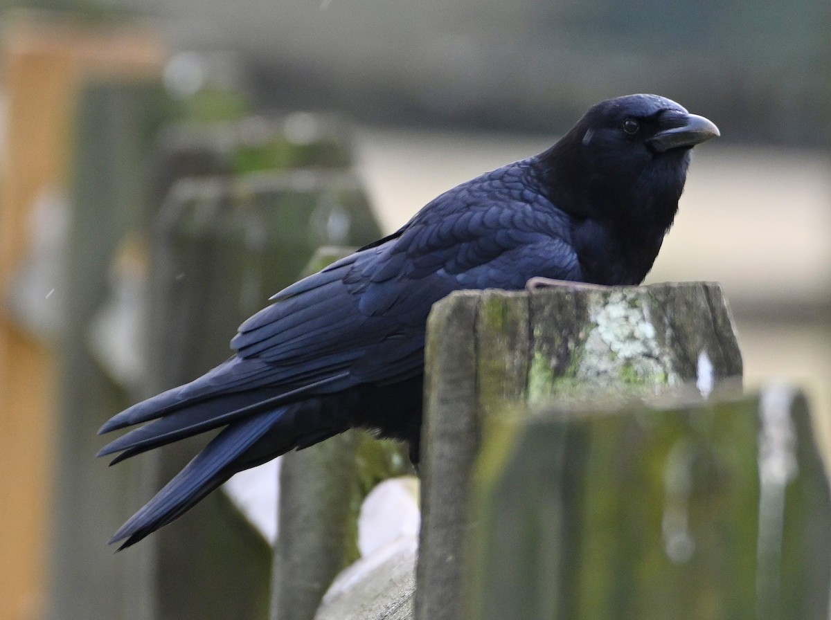 American Crow - ML207345491