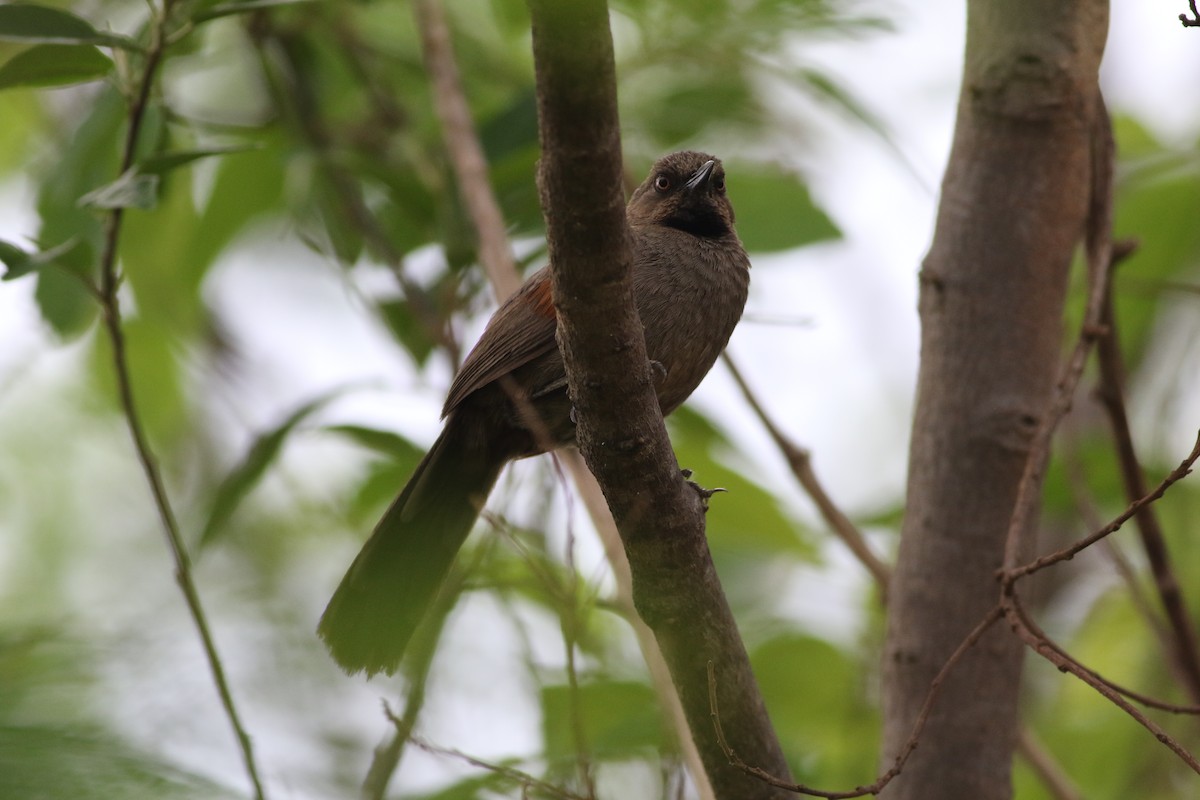 Red-shouldered Spinetail - Edward  Brinkley