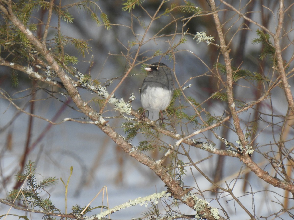 Junco Ojioscuro (hyemalis/carolinensis) - ML207345861