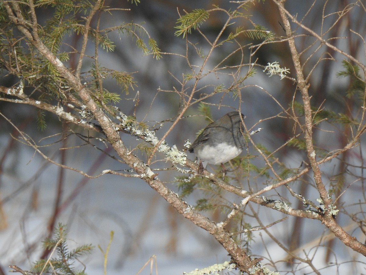 Junco Ojioscuro (hyemalis/carolinensis) - ML207345871