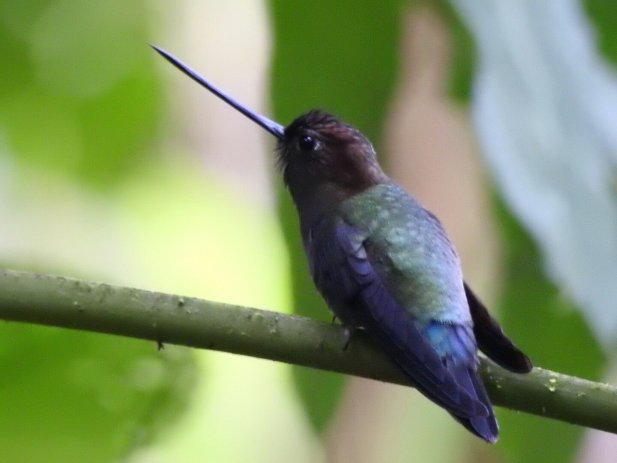 kolibřík zelenočelý - ML207348751
