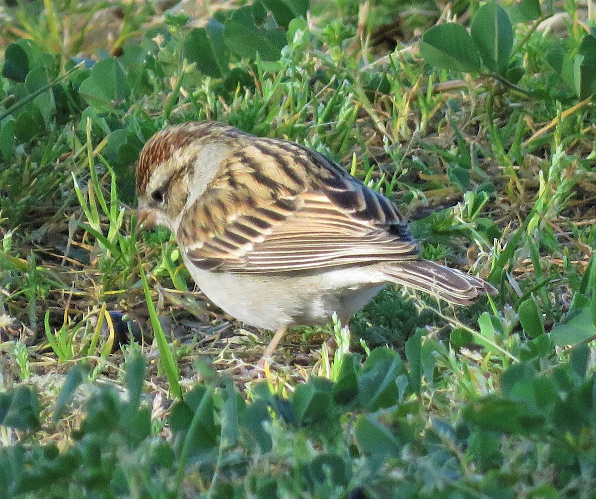 Chipping Sparrow - ML207349591