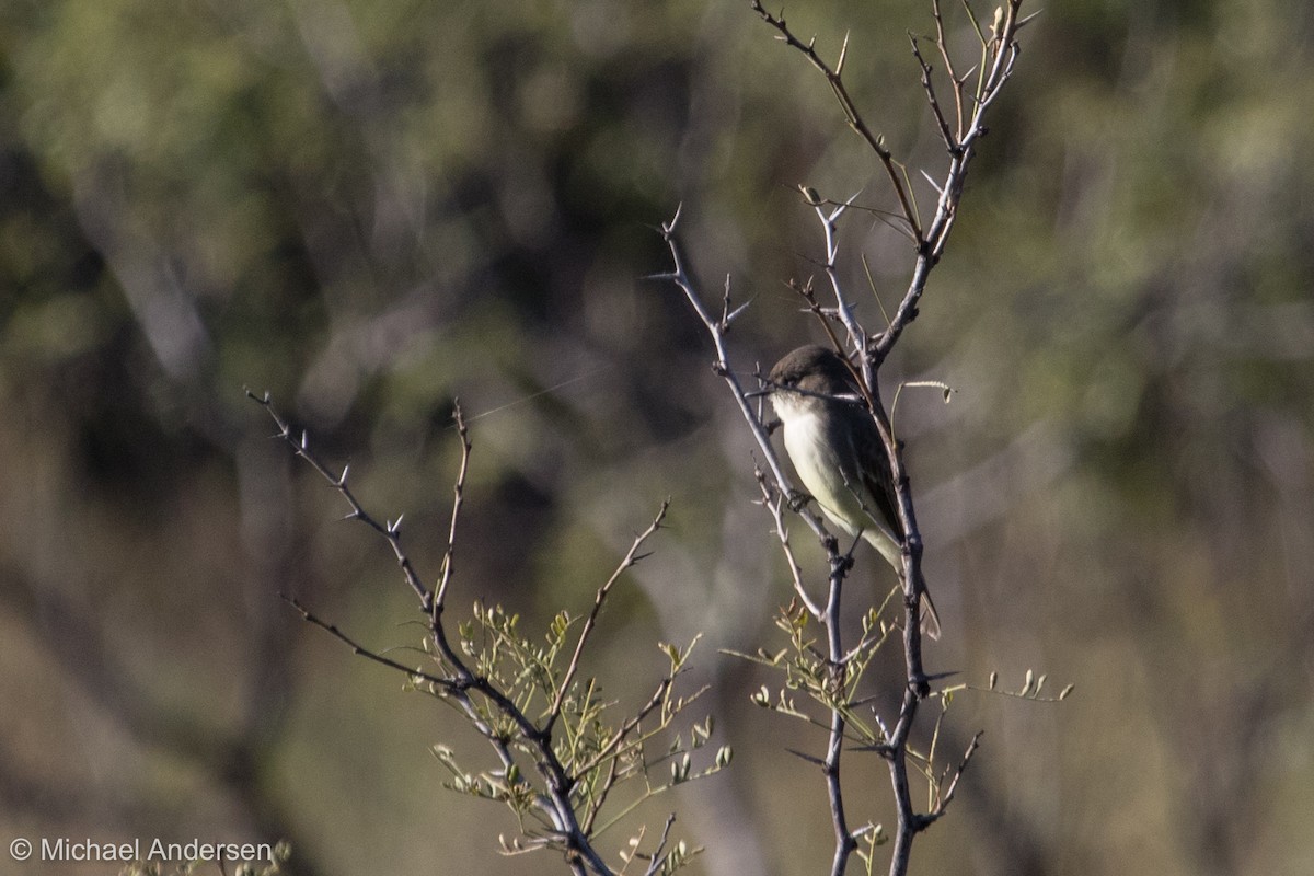 Eastern Phoebe - Mike Andersen