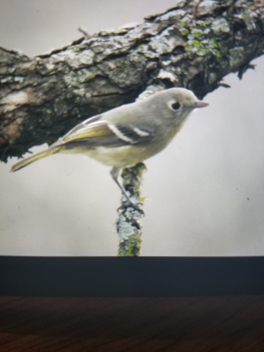 Hutton's Vireo - ML207351781