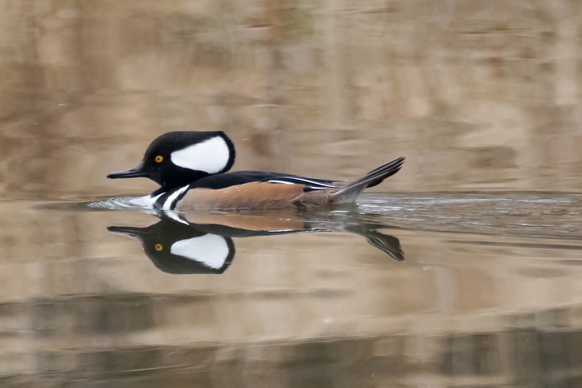 Hooded Merganser - Michael Conner