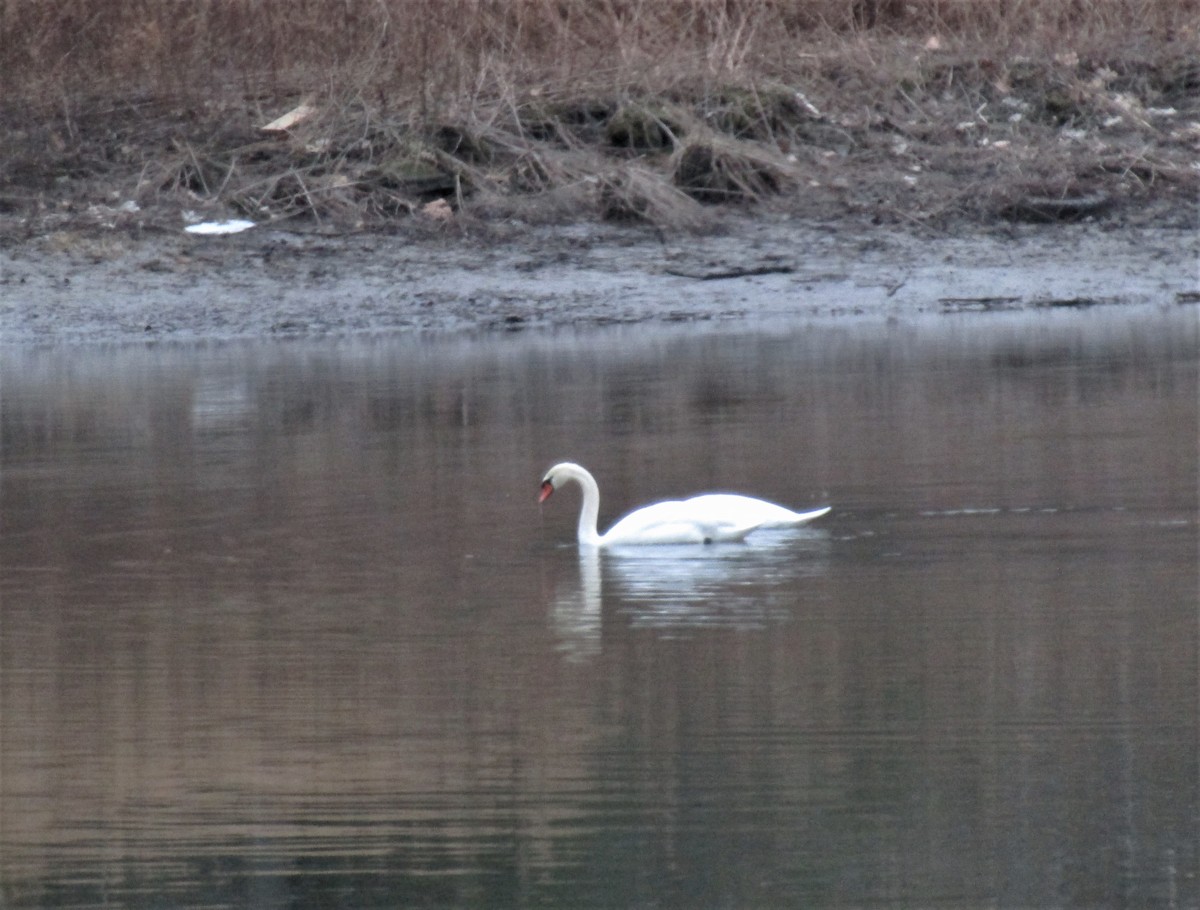 Cygne tuberculé - ML207354351