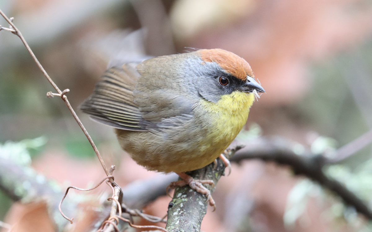 Rufous-capped Brushfinch - ML207356291