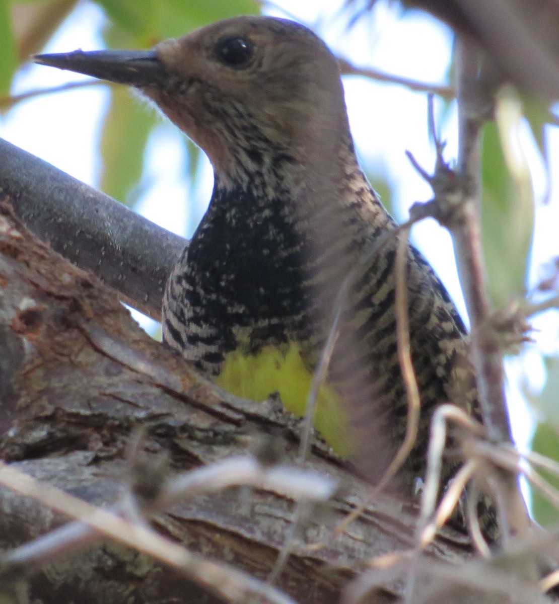 Williamson's Sapsucker - ML20735651