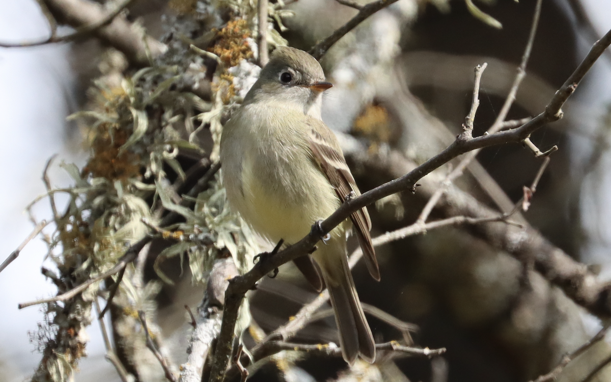 Hammond's Flycatcher - ML207357231