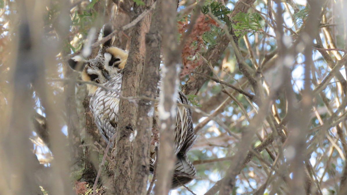 Long-eared Owl - Mérédith Cousineau