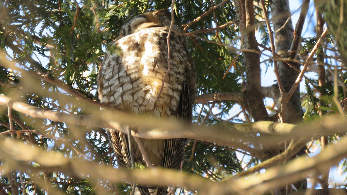 Hibou moyen-duc - ML207358241