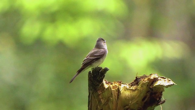 Eastern Wood-Pewee - ML207358891