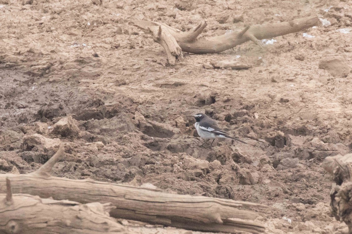 White-browed Wagtail - ML207359521