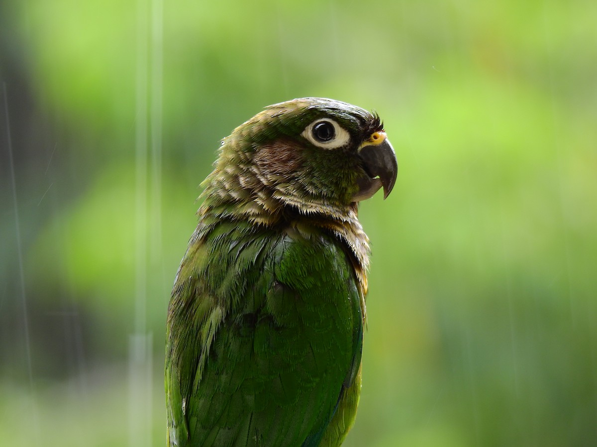 Maroon-bellied Parakeet - ML207363181