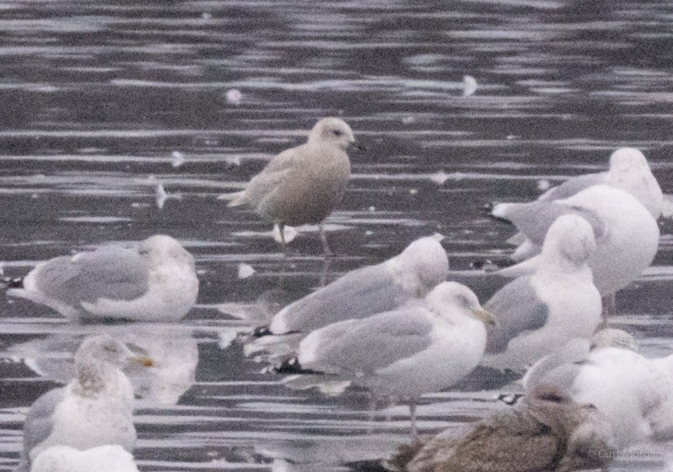 שחף איסלנדי - ML207363451