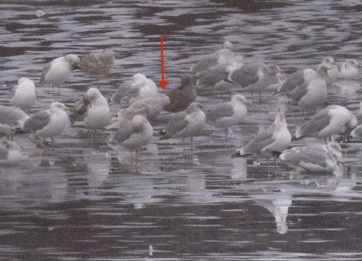 שחף לבן-כנף - ML207364041