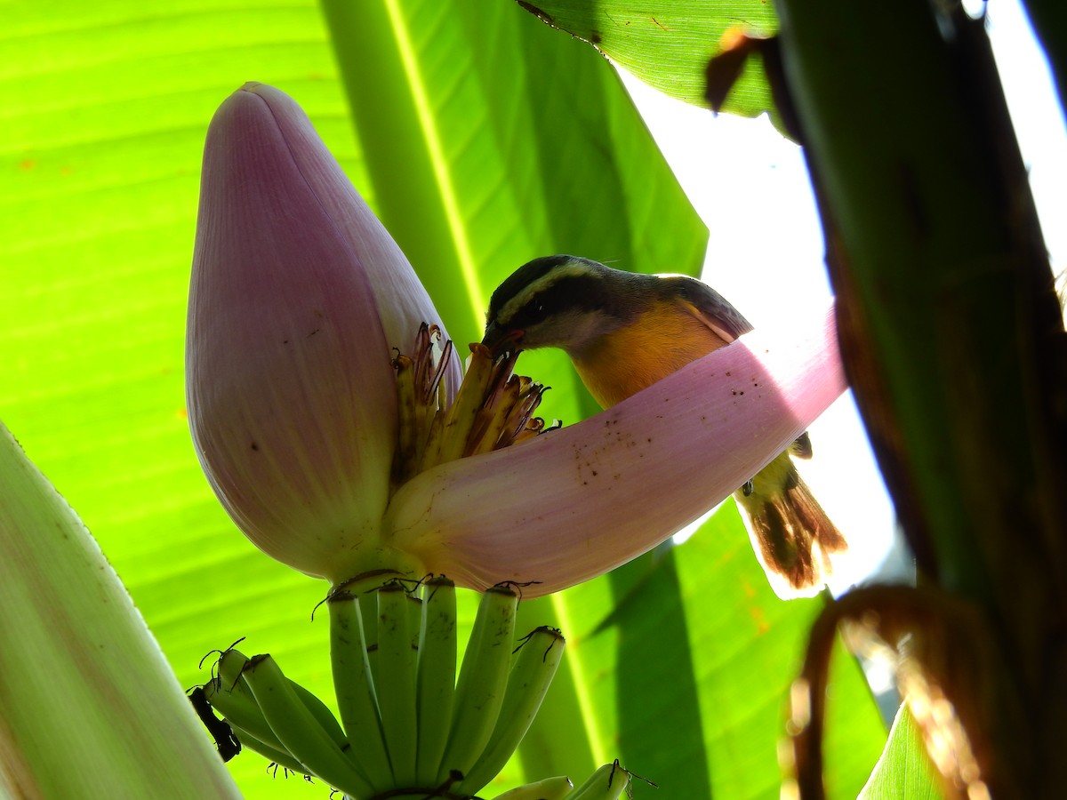 Bananaquit - Carolina  Gomez Venninni