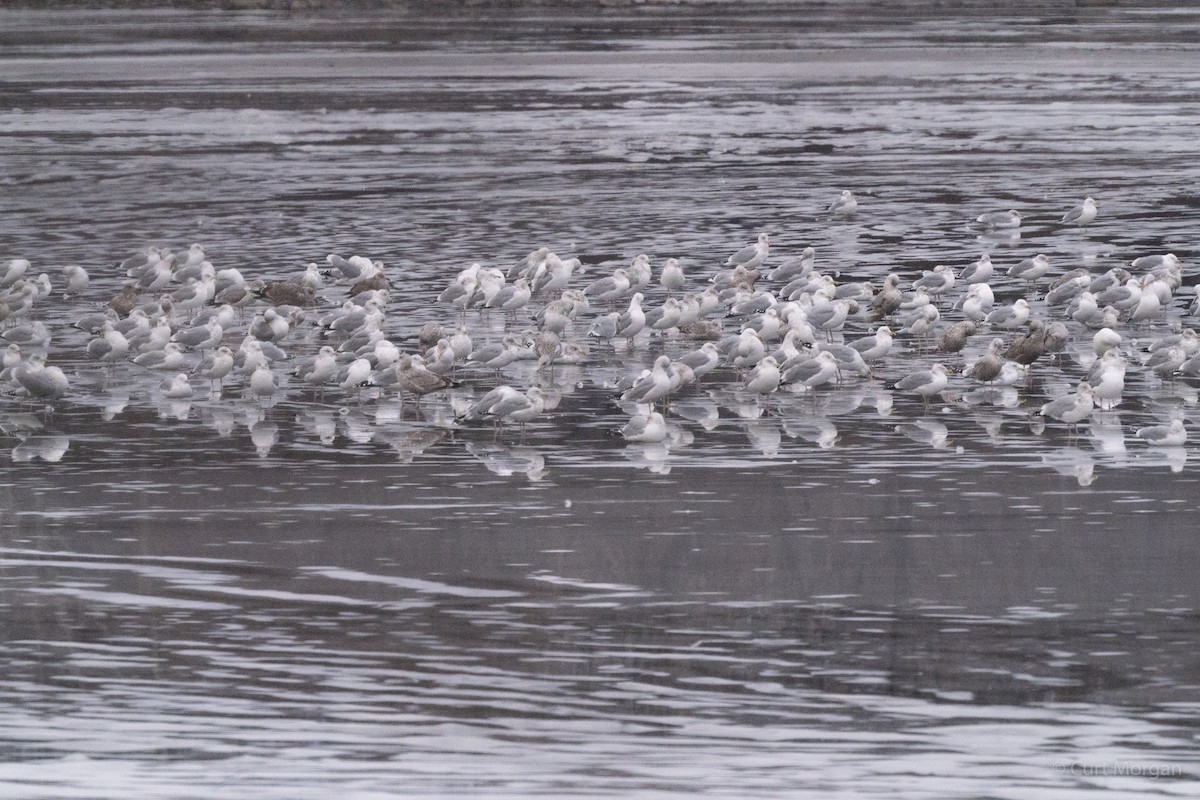 שחף מערבי - ML207364561